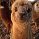 Alpacalypse