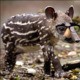 Not_a_Tapir
