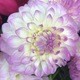 Jocelyn2292