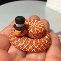 MrSnek