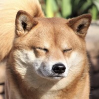 GavintheShiba