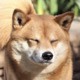 GavintheShiba