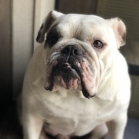 Motherobulldogs