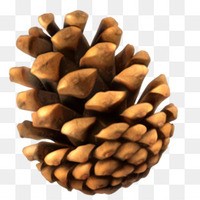 Pinecone