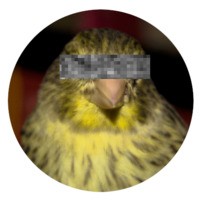 npcanary