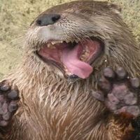 OtterXPT
