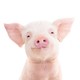 pigl3t