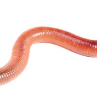 Worm24