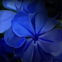 AMonitorDarkly