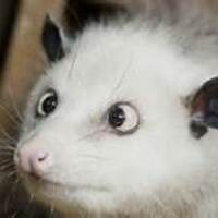 Doctor_Opossum