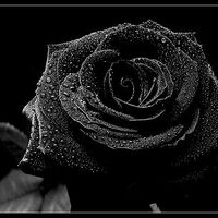 BlackRose