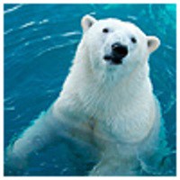 polarbear