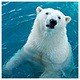 polarbear